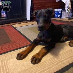 Hannah, Doberman Pinscher Puppy